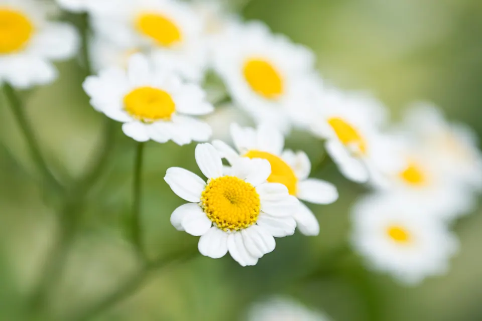 Blommor på ängen