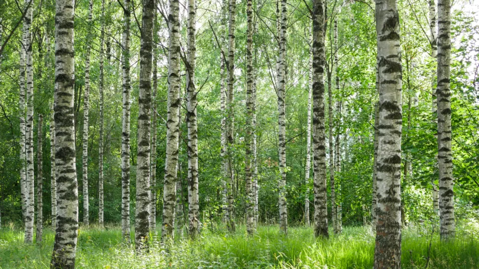 Björkar i sommarljus