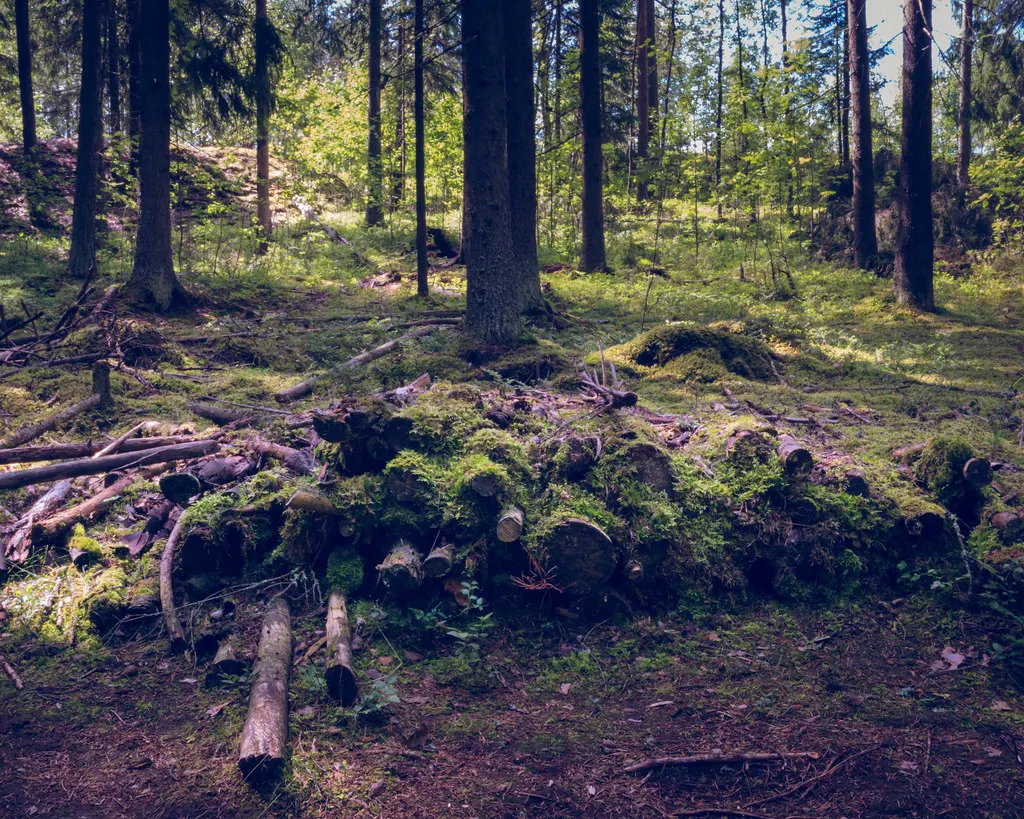 Björkar i sommarljus